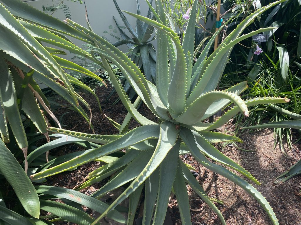 large dune aloe plant