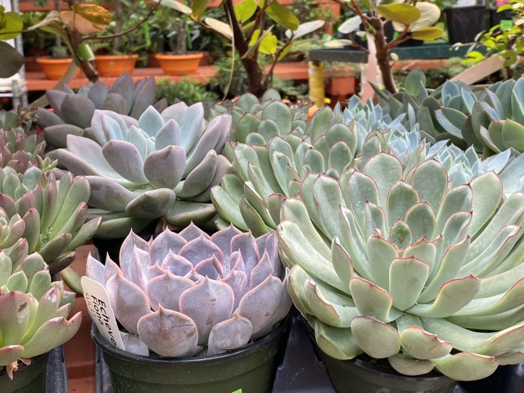 Succulents in nursery pots