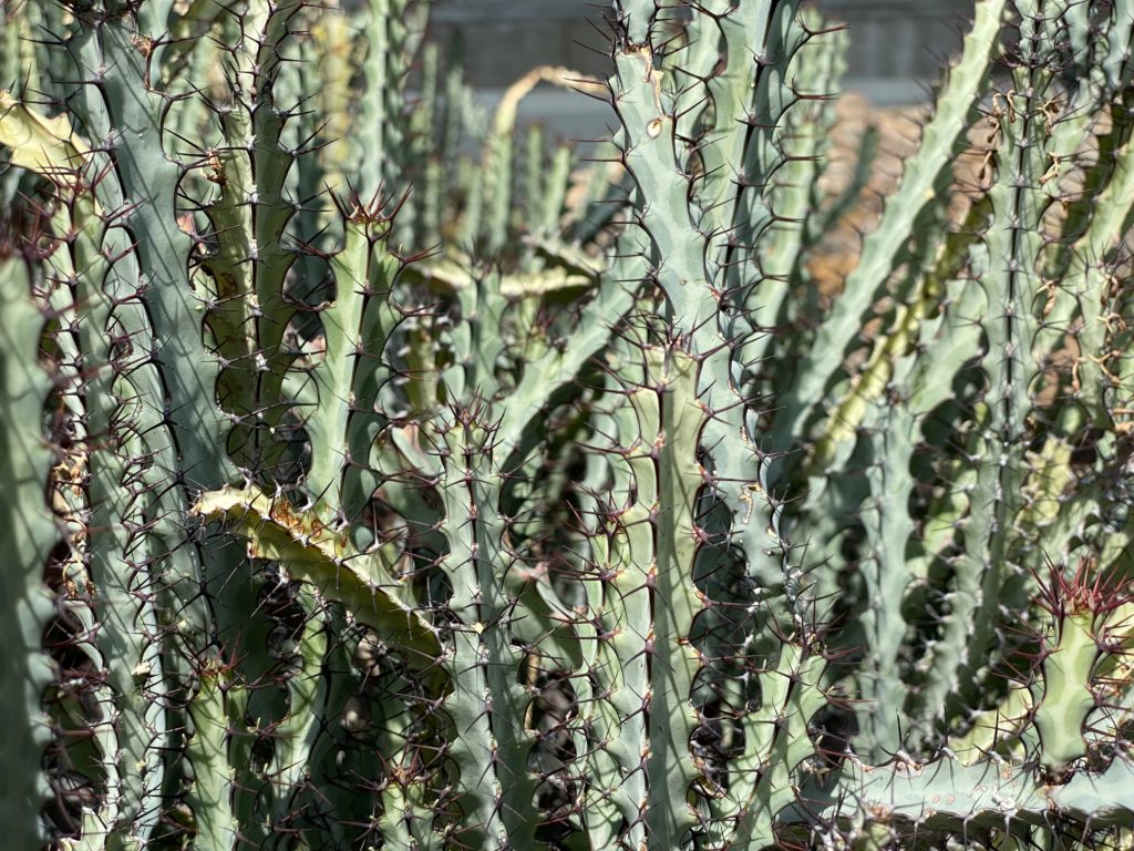 Mounding Blue Bush Cactus