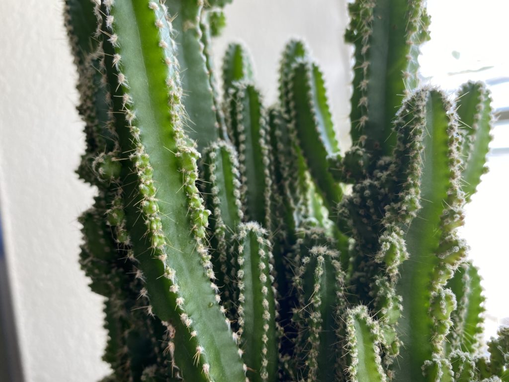 fairy castle cactus plant