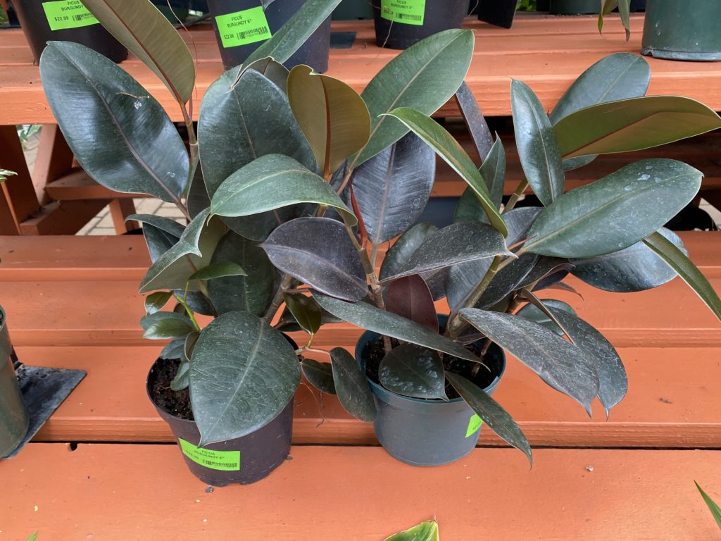 ficus burgundy in nursery pots