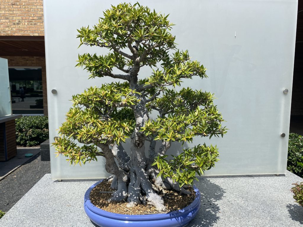 ficus salicaria bonsai in outdoor planter