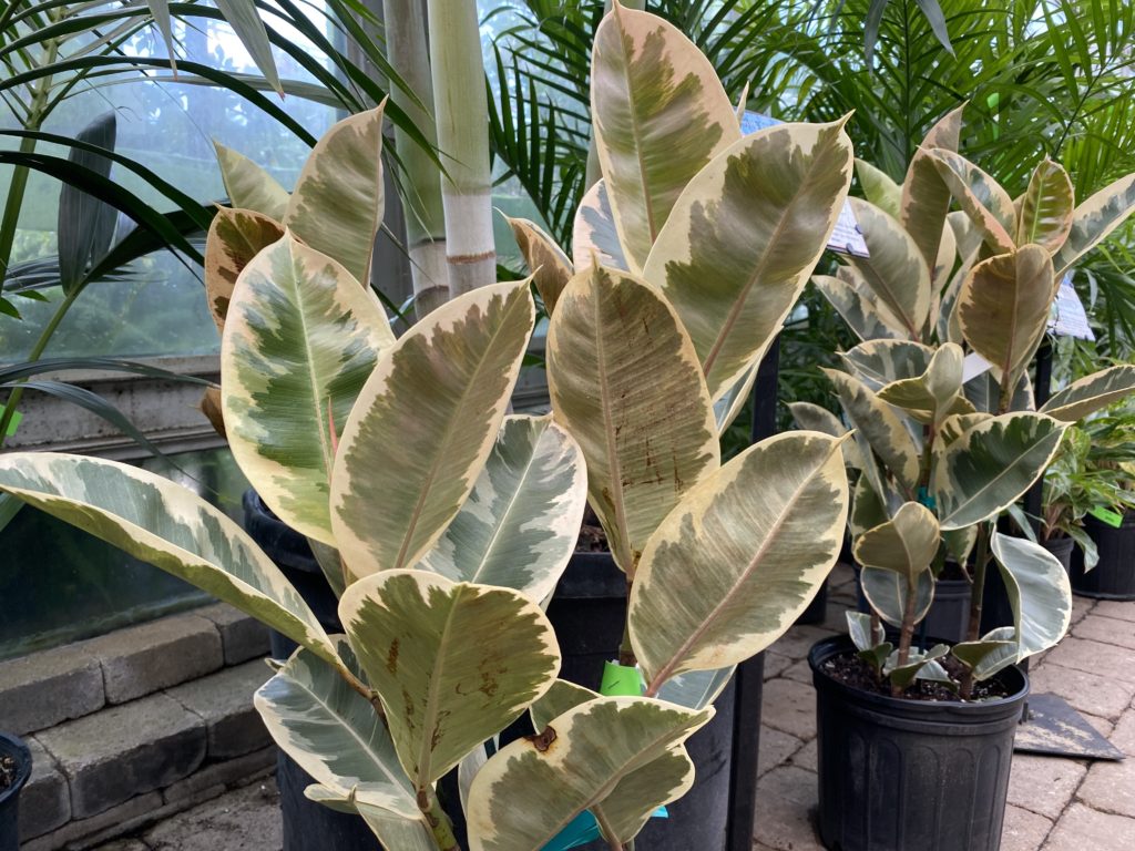 ficus tineke plants in nursery