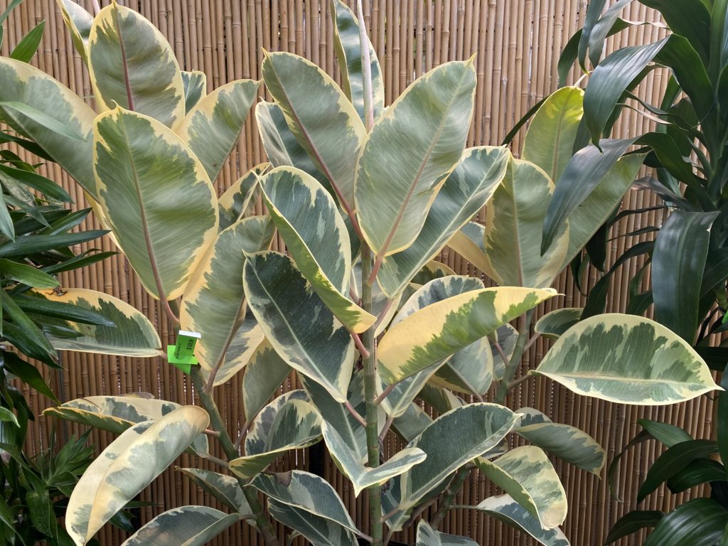 ficus tineke plants in nursery