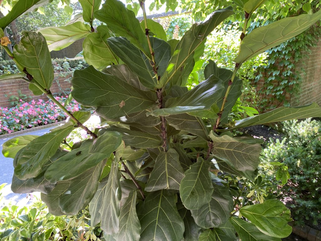 fiddle leaf fig plants in nursery