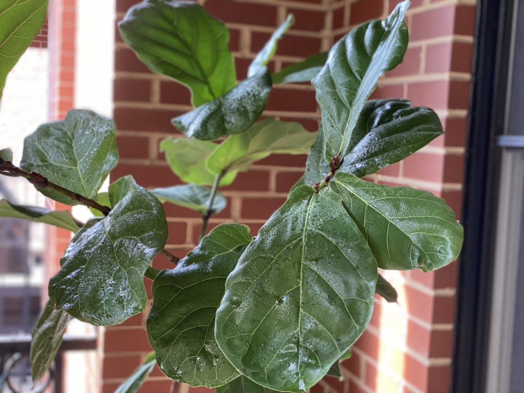 Fiddle leaf fig branches