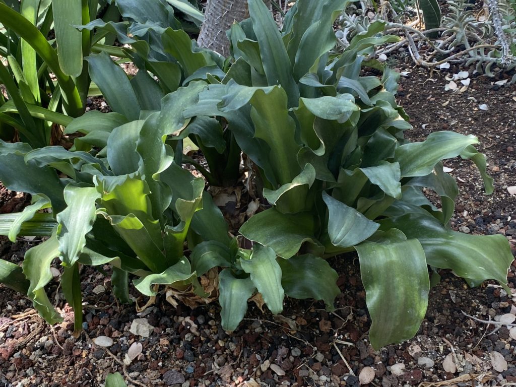 forest lily in tropical greenhouse