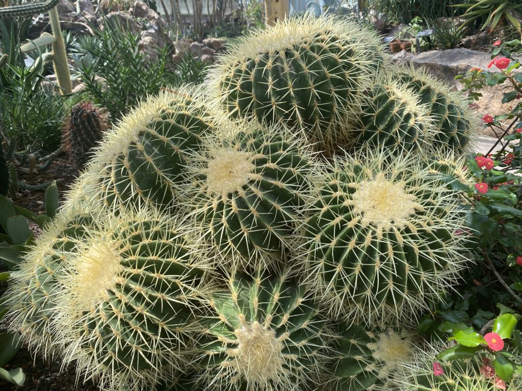 group of large golden barrel cactus plants with spiky thorns