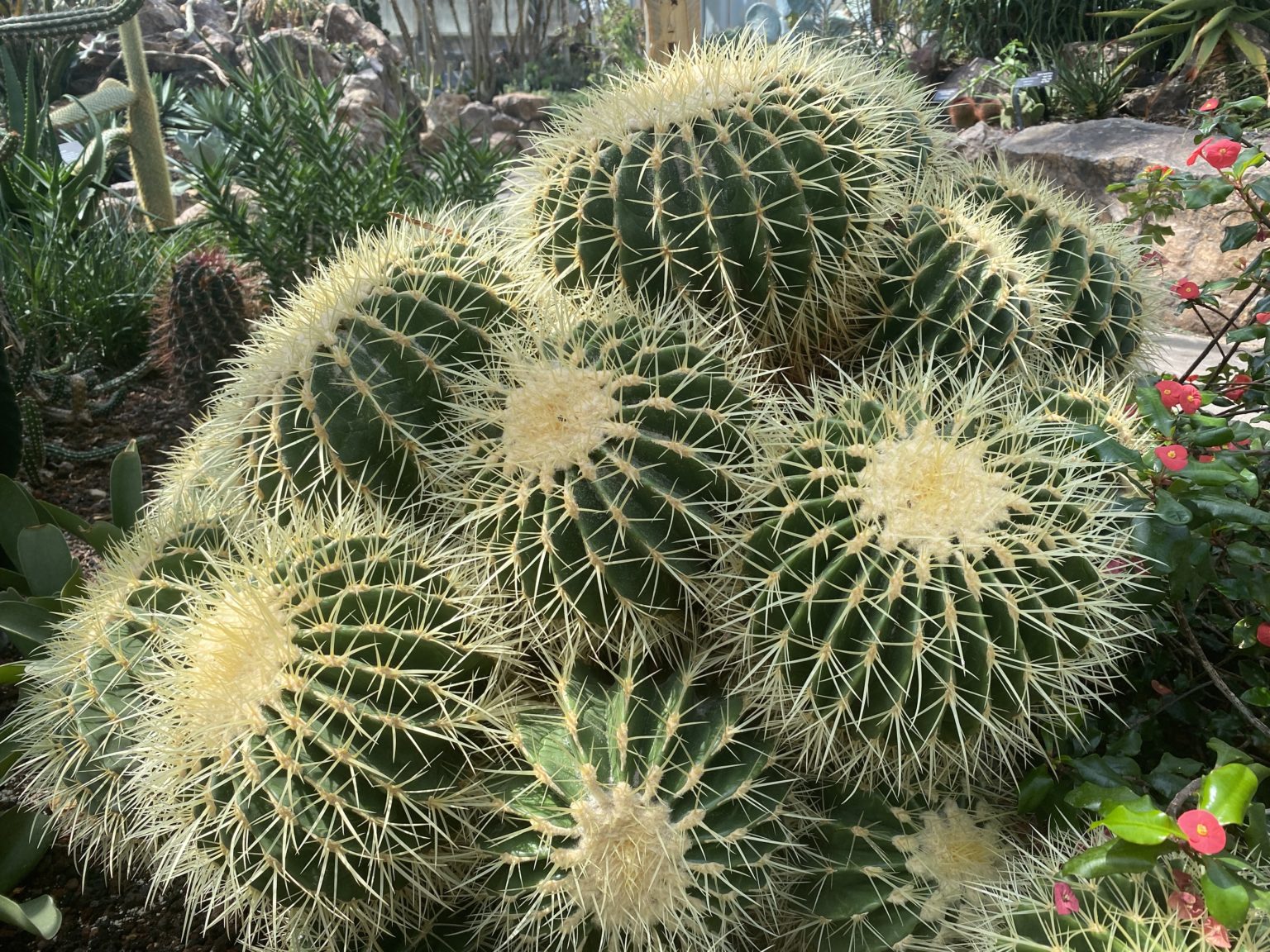 Barrel Cactus Care Guide: Growth Tips from Cacti Expert