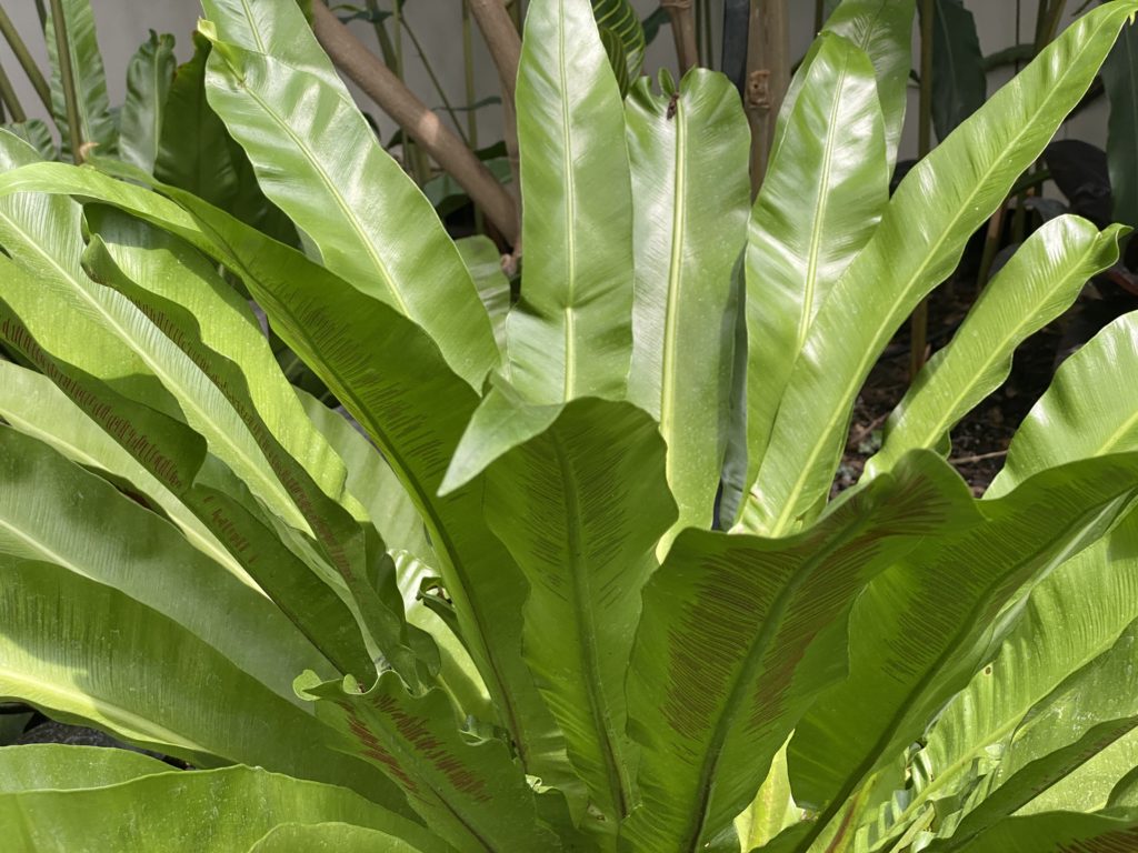 close up of harts tongue fern plant