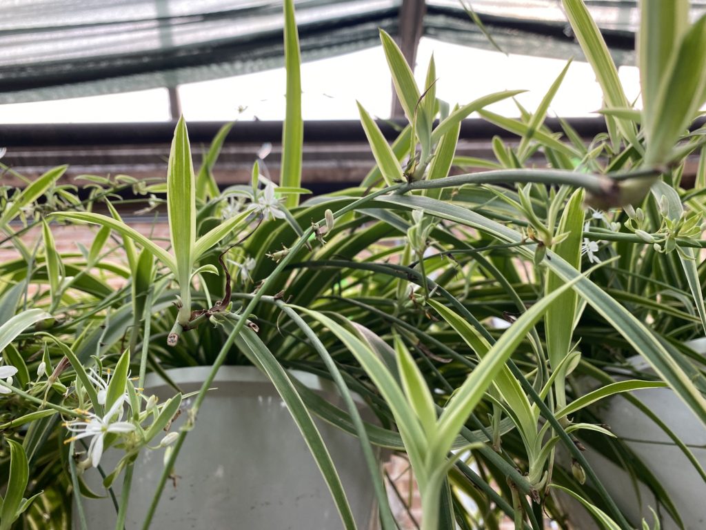 Spider plants in hanging containers