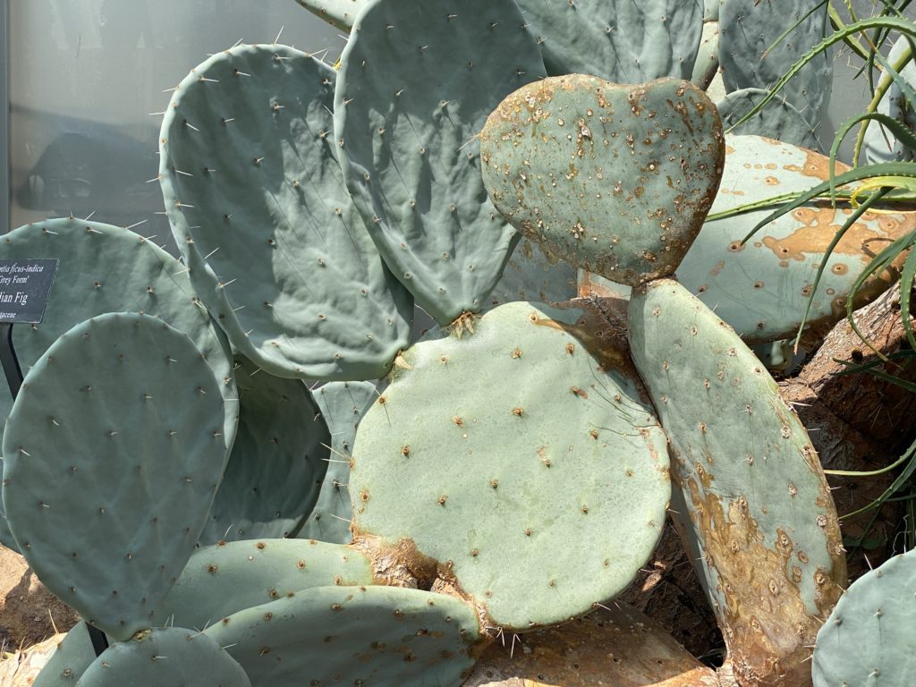 indian fig cactus leaf