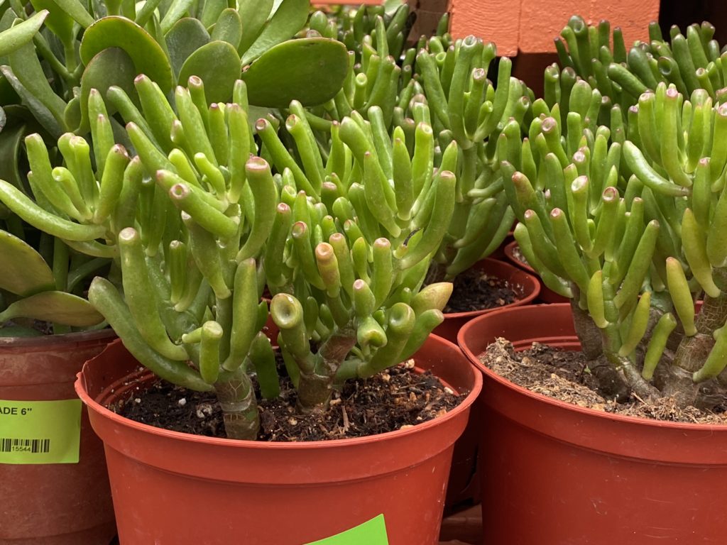 jade hobbit plants in nursery pots