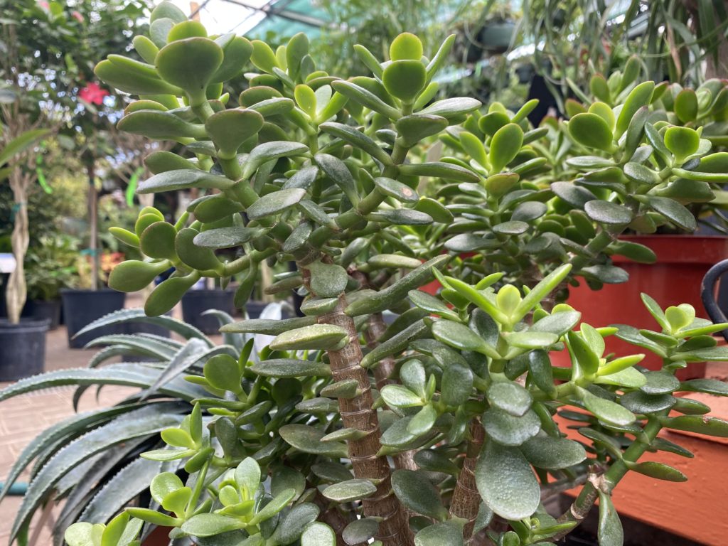 jade plants in nursery pots