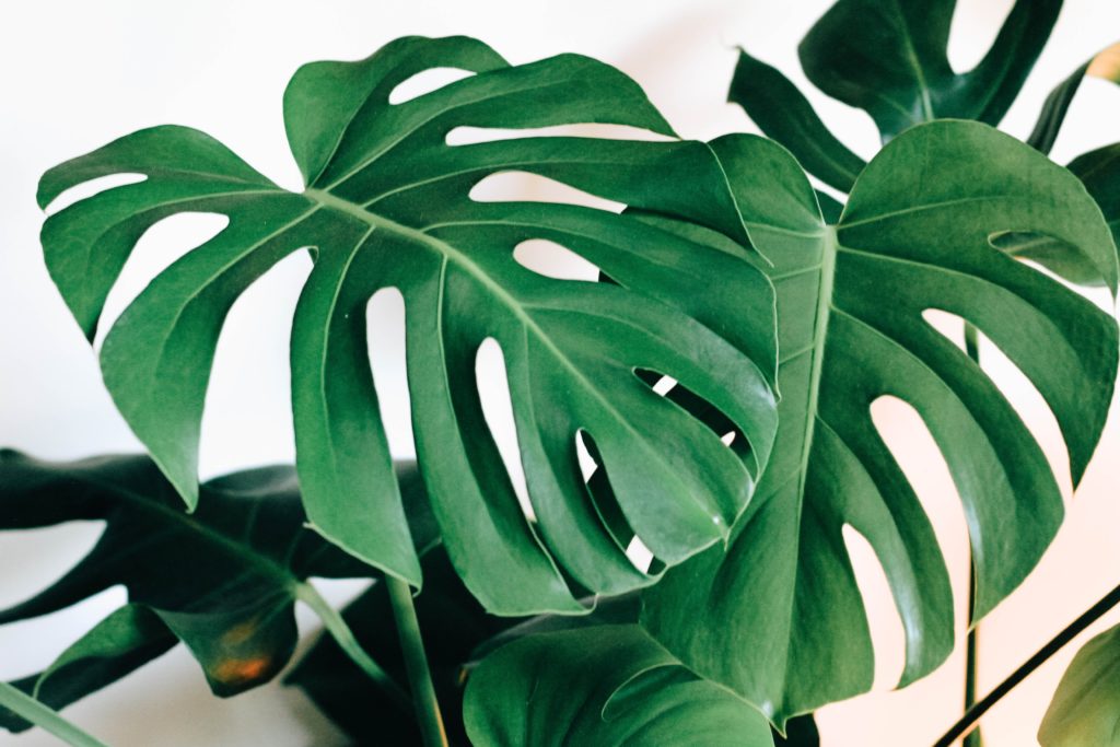 Monstera Deliciosa leaves - healthy watering