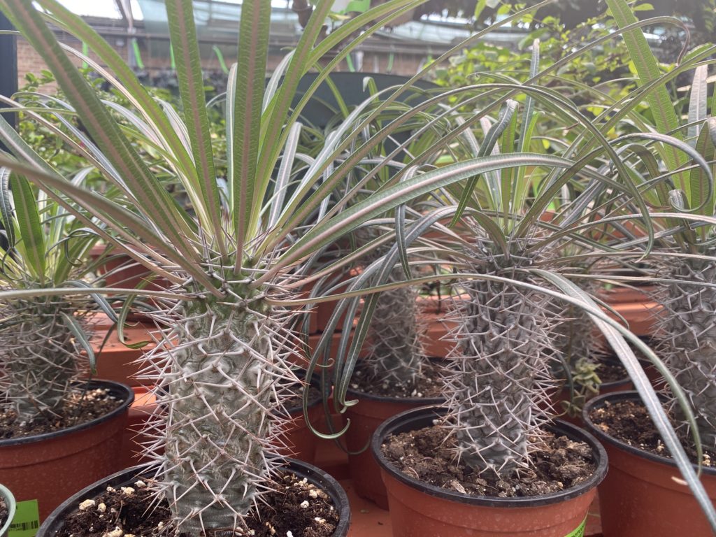 madagascar palm cactus plants