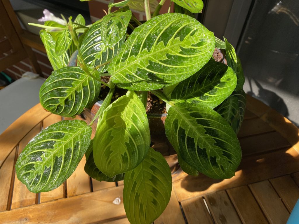 maranta lemon lime prayer plant leaves