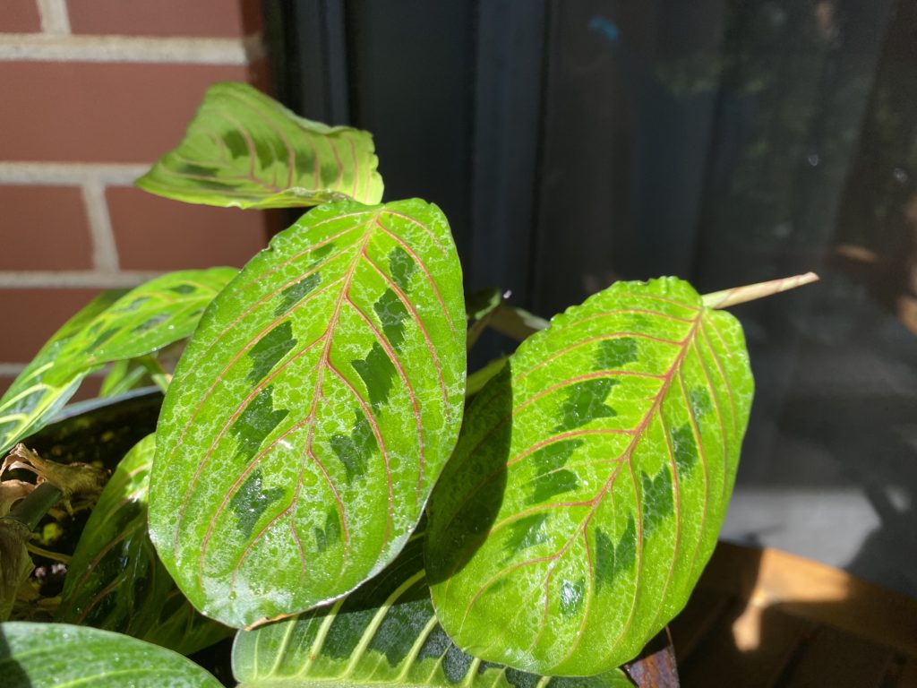 maranta red prayer plant leaves