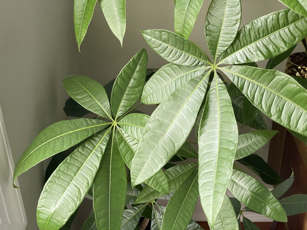 A group of money tree plant leaves. Money trees are a popular and lucky indoor plant.