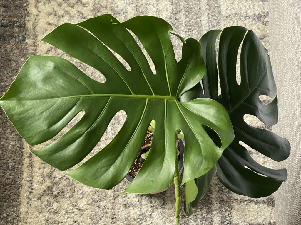 monstera deliciousa plant leaves