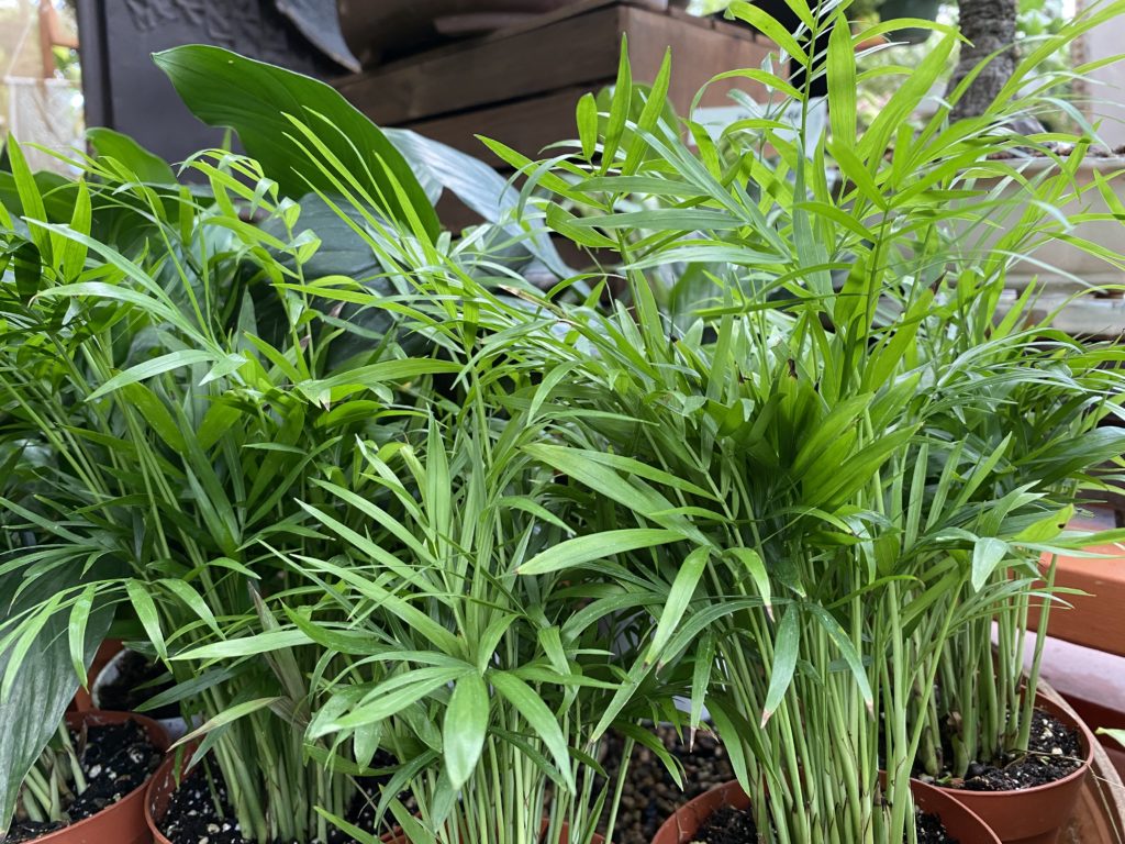 parlor palms in nursery pots