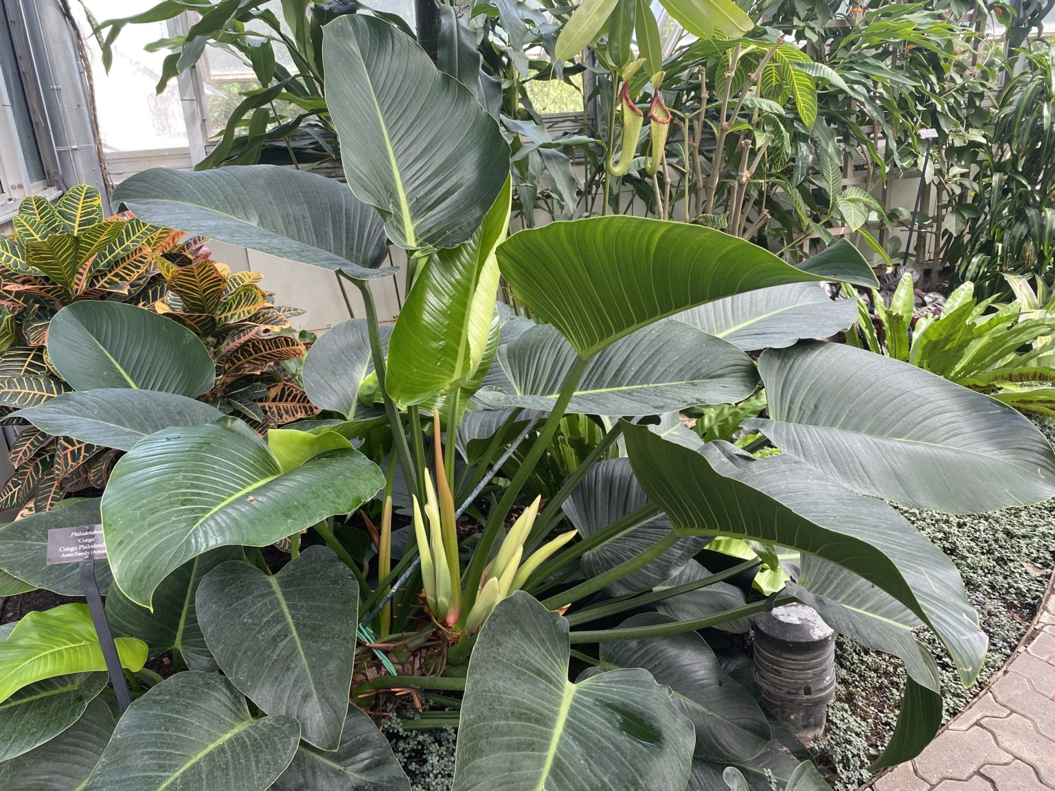 Congo Philodendron Care Guide Growing a Beautiful Tropical