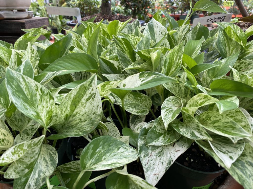 pothos plants with variegated leaves