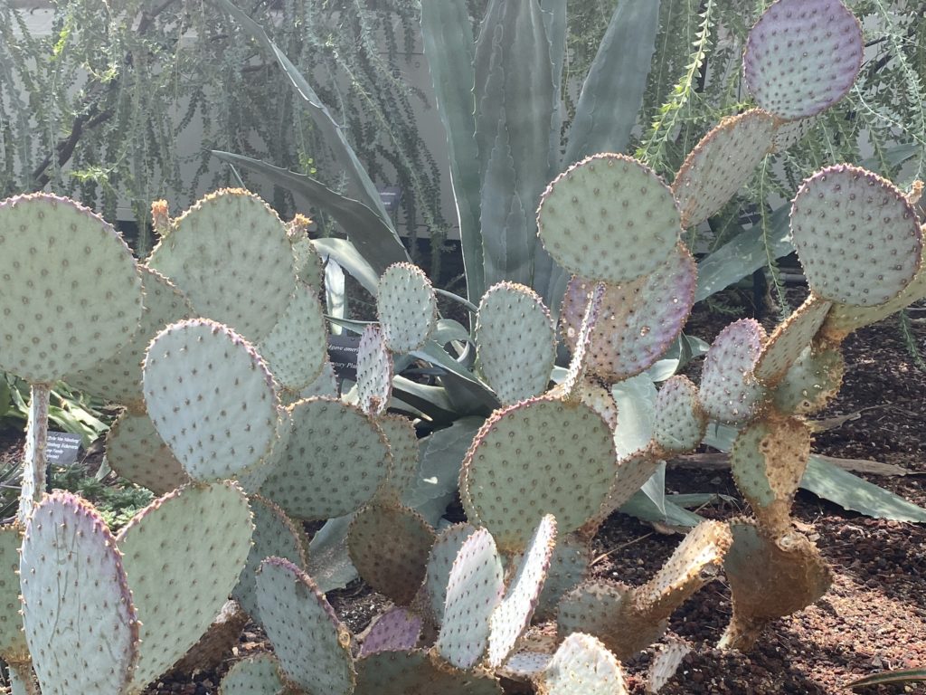 purple pricklypear cactus plant leaves