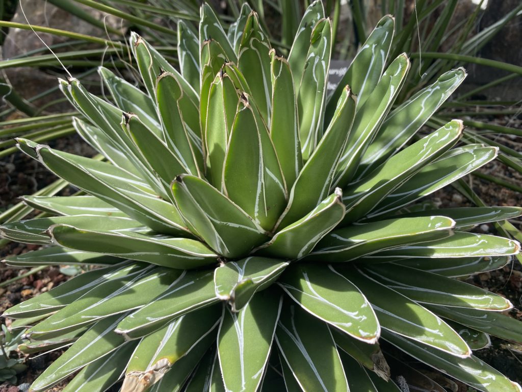 queen victoria agave cactus plant