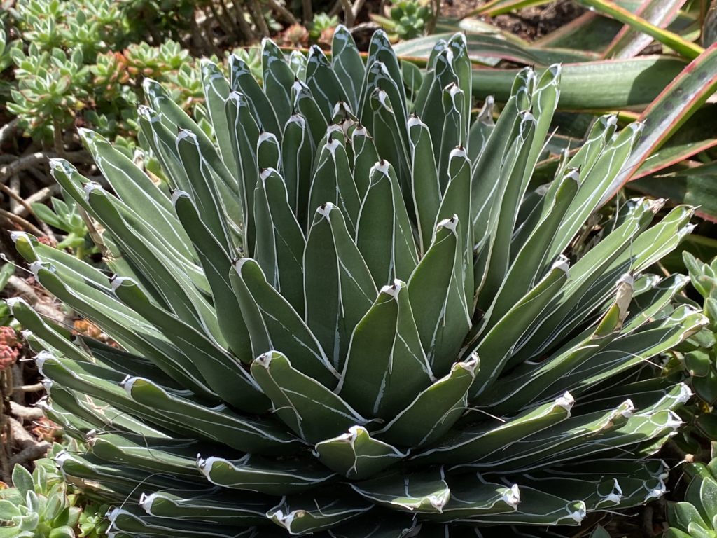 Basaseachic Falls Agave plant