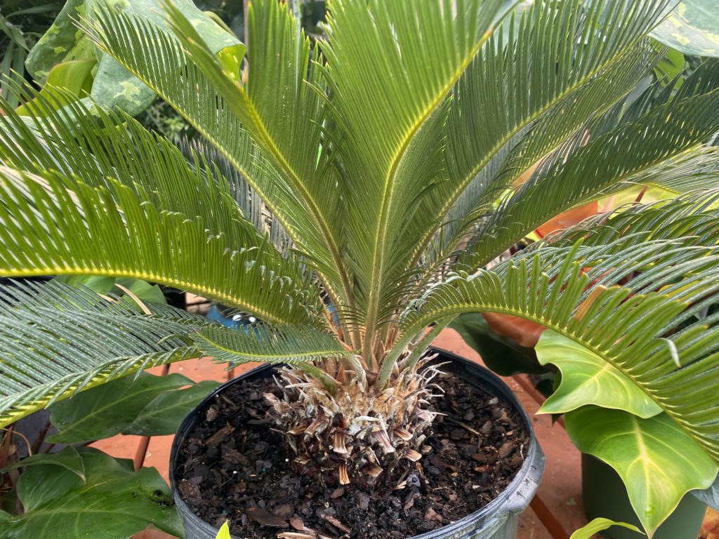 sage palm in nursery pot with large leaves