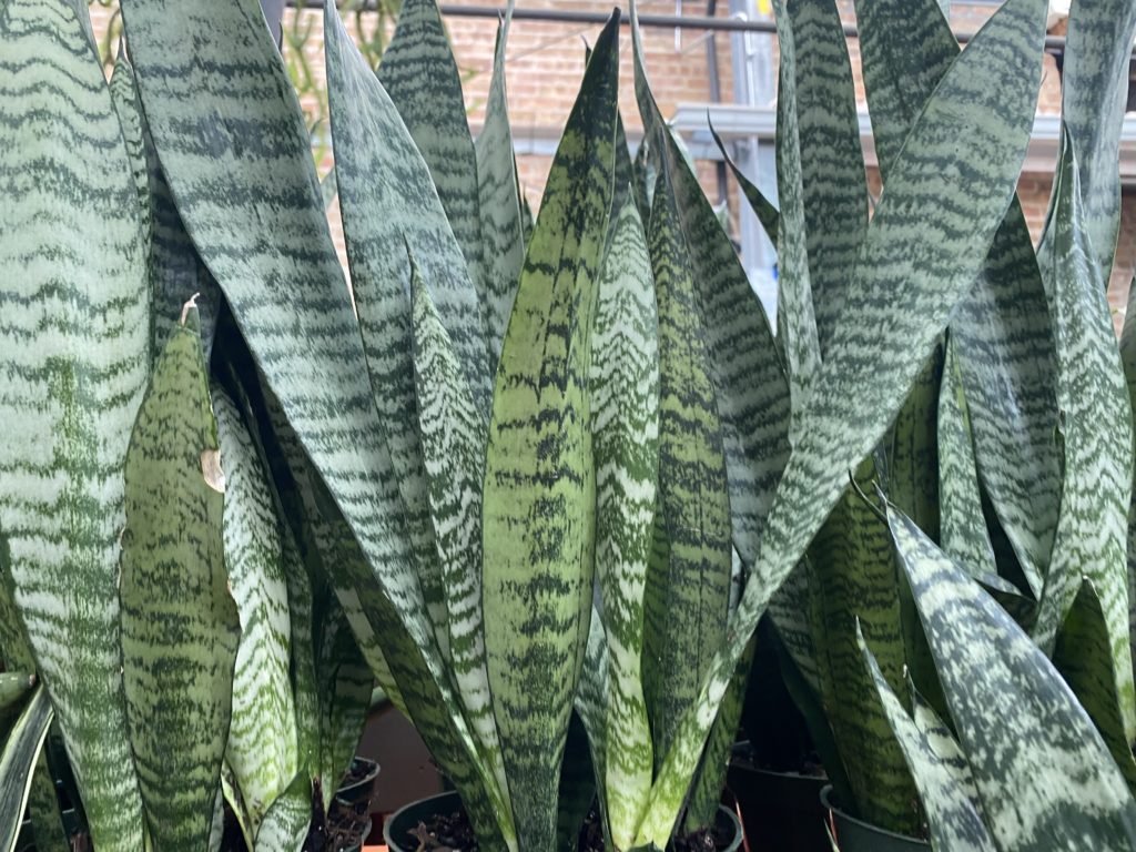 snake plant details - sansevieria frozen