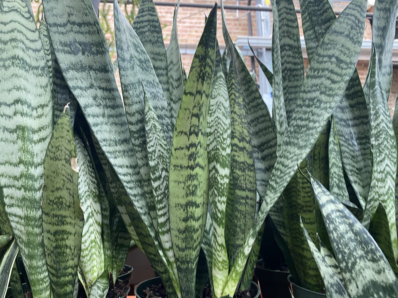 Sansevieria zeylanica Snake Plant Your Complete Care Guide