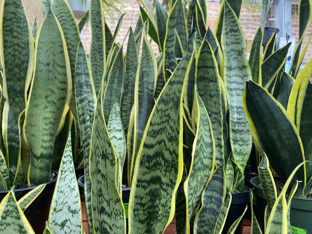 snake plant details - sansevieria laurentii