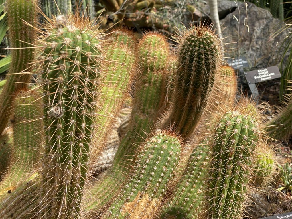 group of sea urchin cactus plants