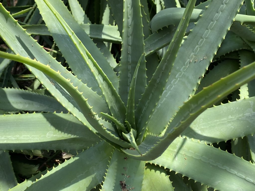 spider aloe leaf details from above