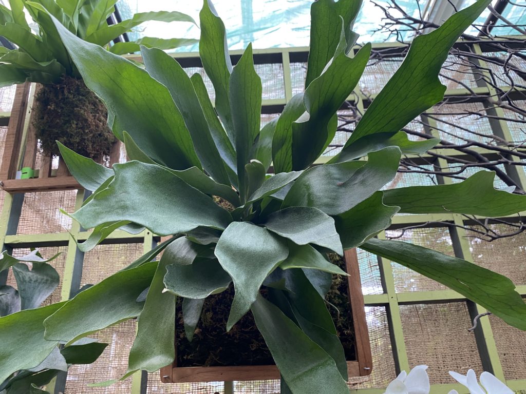 mounted staghorn fern plant in nursery