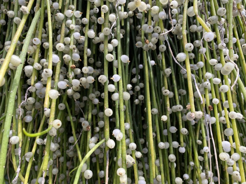 small string of pearls succulent plant strings