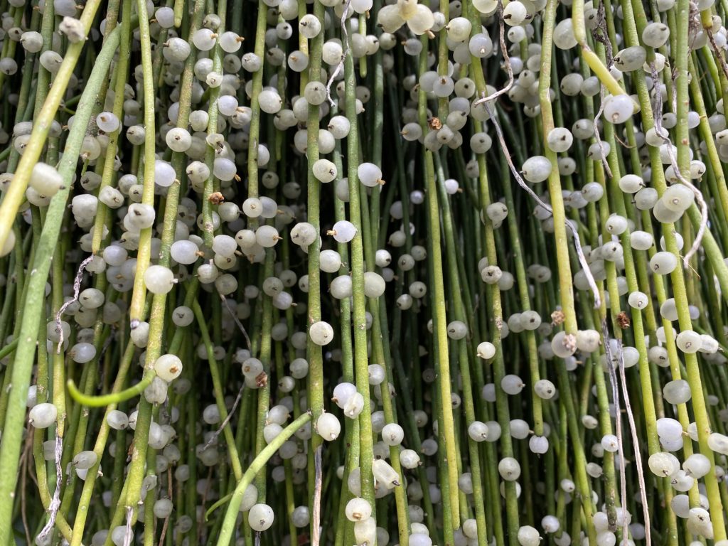 small string of pearls succulent plant strings