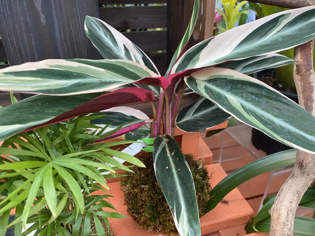 stromanthe triostar tropical plant in nursery