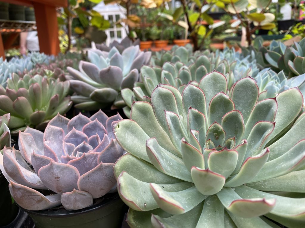 group of nursery succulent plants