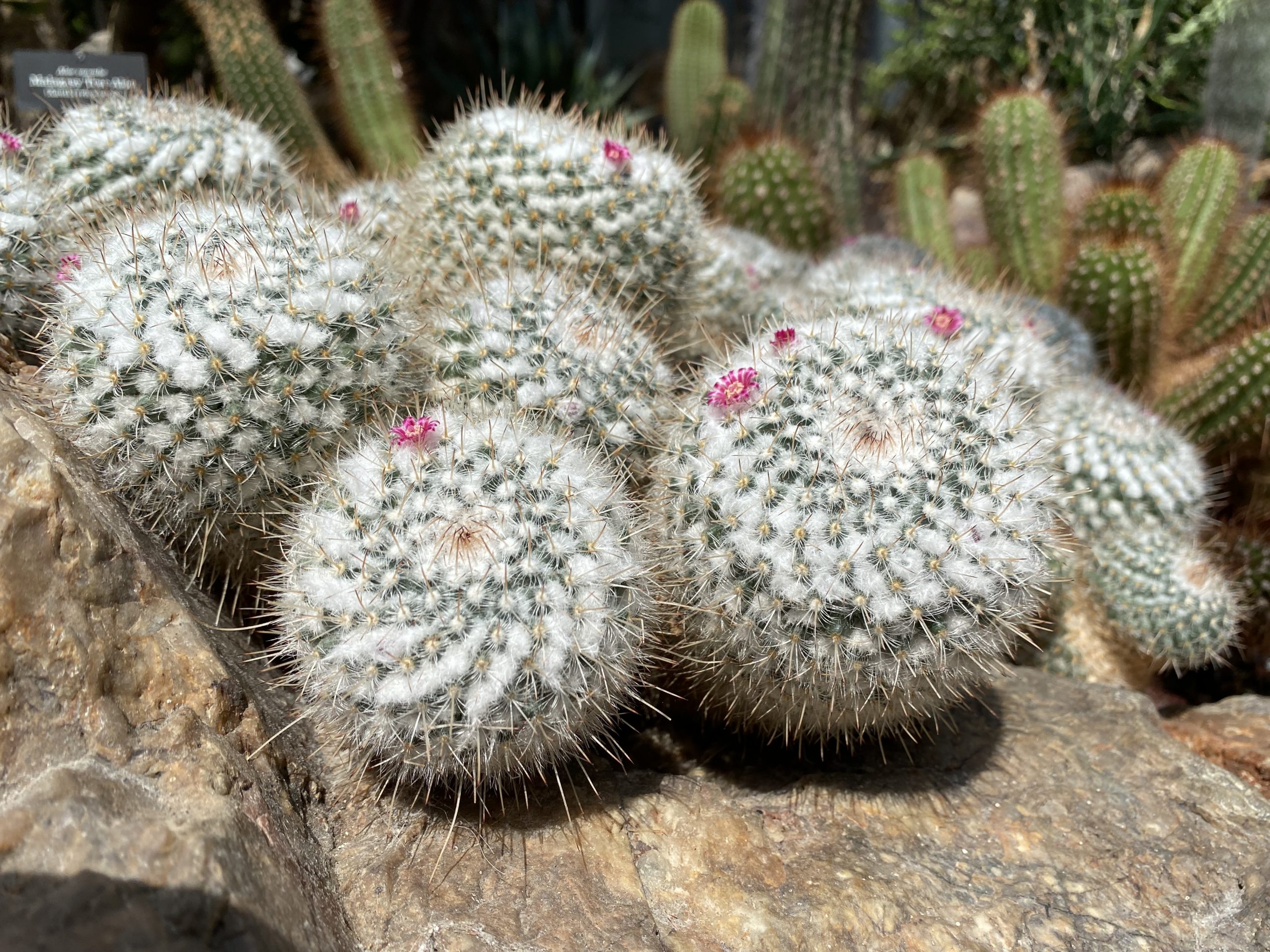 Twin-Spined Cactus: A Care Guide by Cacti Experts