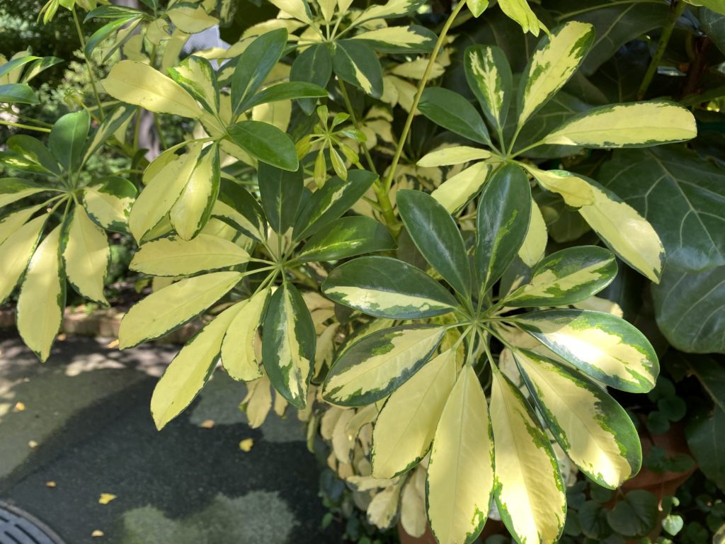 detailed leaves of umbrella plants