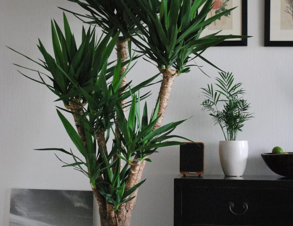 yucca plant in living room with spiky foliage 