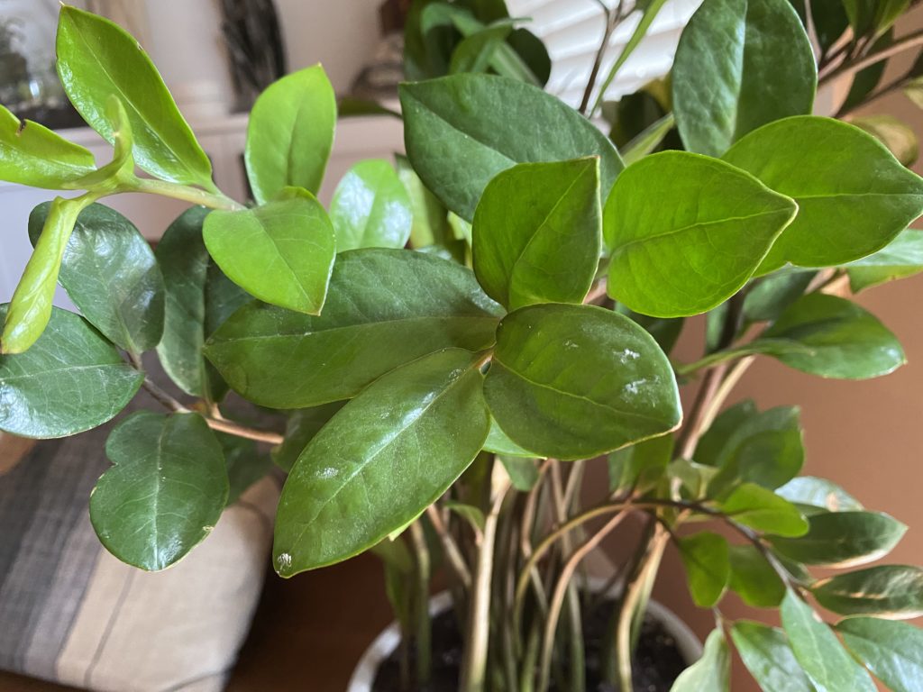 ZZ plant leaf detail in pot