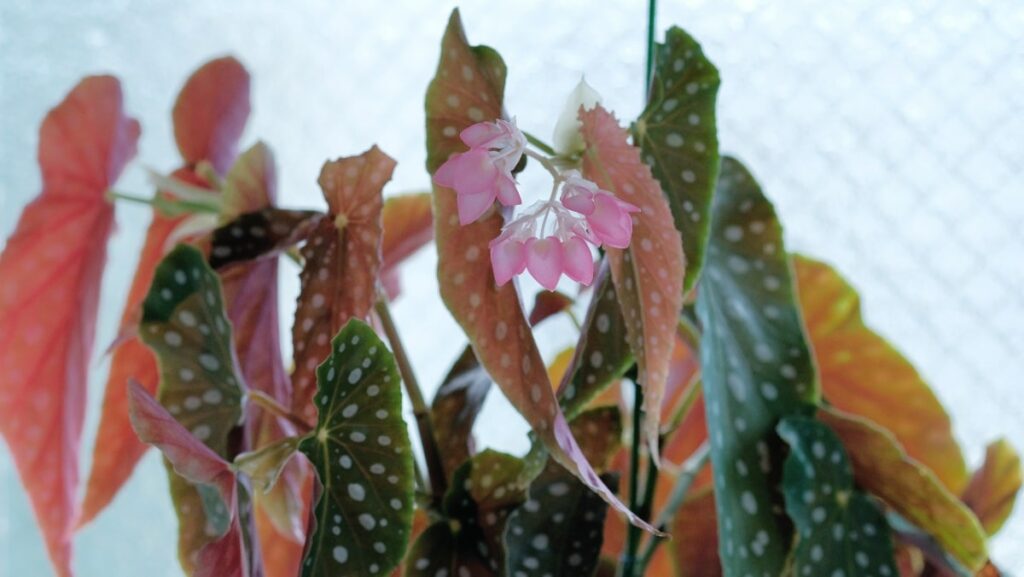 Begonia Polka Dot plant