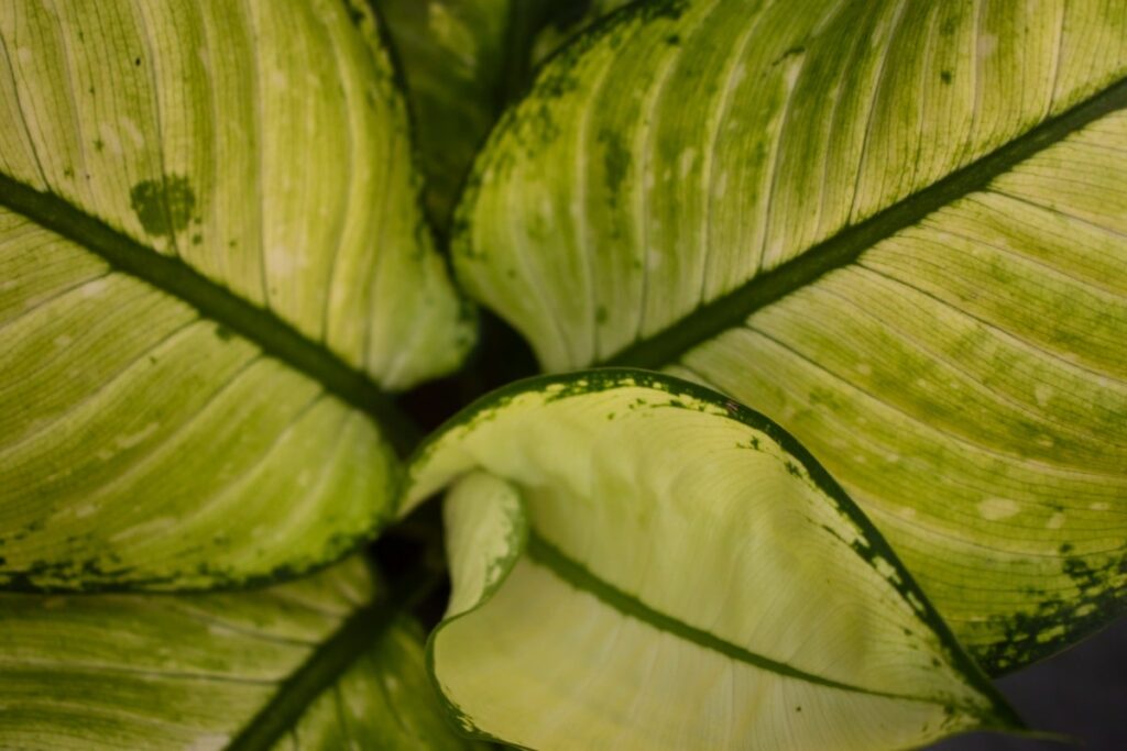 Chinese Evergreen white rain leaves