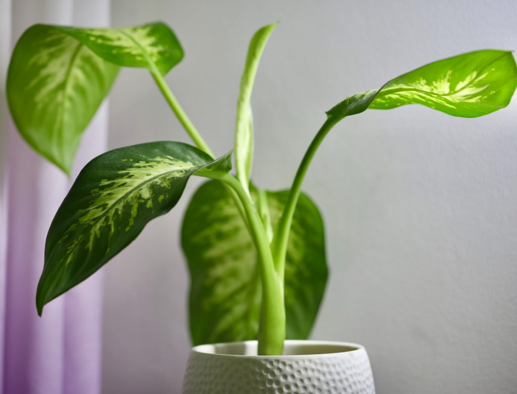 Dieffenbachia plant leaves in pot