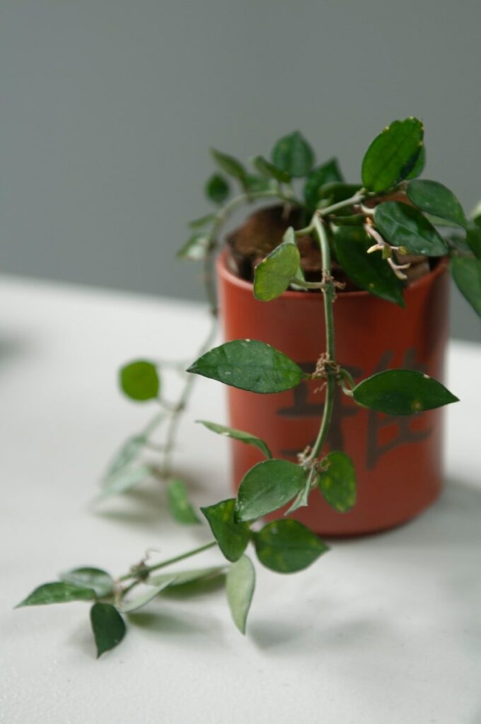 Hoya Krohniana plant in pot