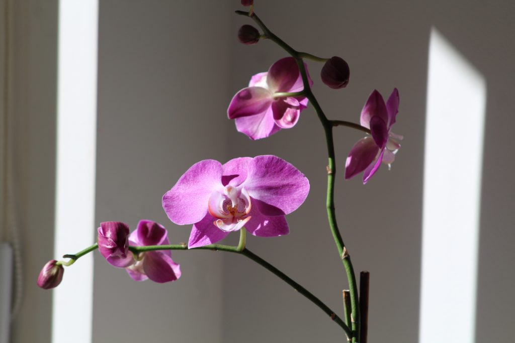 purple flowering Orchidaceae plant